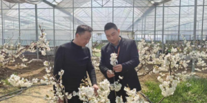 平安融易无锡分公司：田间地头春意浓，缘有金融活水来