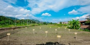 ​瑞众保险乡村振兴产业园开启第二季种植 “聚宝盆”里再迎“西瓜红”