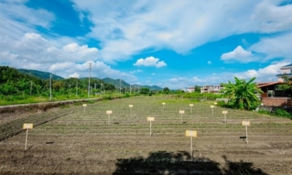 ​瑞众保险乡村振兴产业园开启第二季种植 “聚宝盆”里再迎“西瓜红”